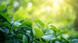 © Aura - nature background with fresh green leaves and morning sunlight