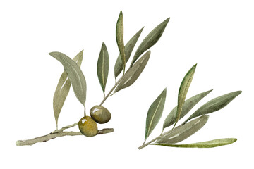 Watercolor illustration of olive branch with olives, with ripe and green olives.