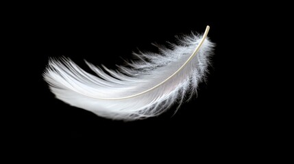 Poster - delicate white feather on black background