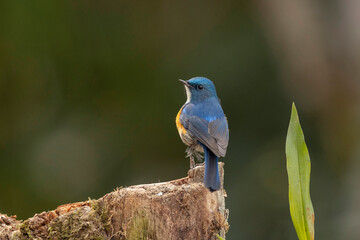 Wall Mural - Himalayan bluetail, Tarsiger rufilatus, Ryshop, West Bengal, India