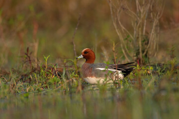 Wall Mural - Eurasian wigeon, Mareca penelope, Gajoldoba or Gojaldoba, West Bengal, India