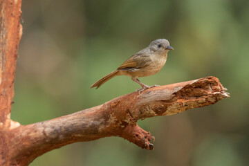 Wall Mural - Brown-cheeked fulvetta, Alcippe poioicephala, Western Ghats, India