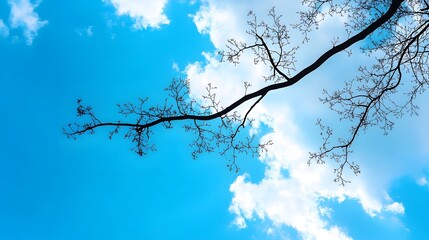 125. A worm's-eye view of a single branch silhouetted against a bright sky, creating a natural minimalist composition