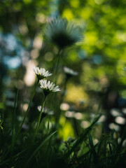 Daisies in the park