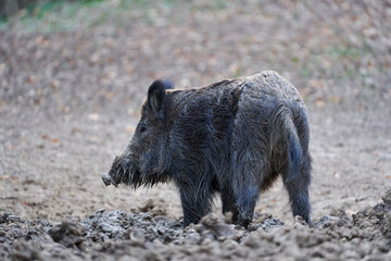 Wall Mural - Wild boar rooting