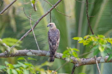 Wall Mural - Andaman Islands, India, Changeable Hawk Eagle, Nisaetus cirrhatus