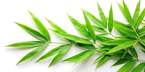 tilted angle green bamboo leaves isolated on white background