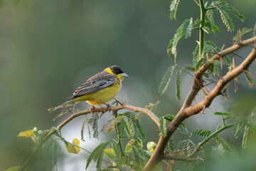 Wall Mural - black-headed bunting, emberiza melanocephala, nal sarovar bird sanctuary, gujarat, india