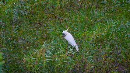 Cockatoo parrot sitting on a green tree branch in Australia. Big white and yellow cockatoo with nature green background