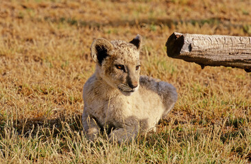 White lion puppy