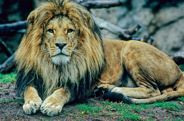 Lion