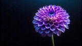 Vibrant purple dahlia flower on dark background with blue lighting