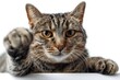 © D - Playful Tabby Cat Pawing Forward on White Background - Ideal for Pet-Themed Designs