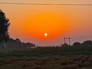 Wall Mural - Amazing sunset over millet field in rural area of Rajasthan, India