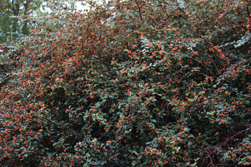 Wall Mural - Close-up of big Cotoneaster franchetii bush with manry red berries on branches on autumn season