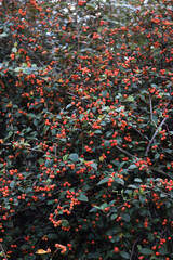 Wall Mural - Close-up of big Cotoneaster franchetii bush with manry red berries on branches on autumn season