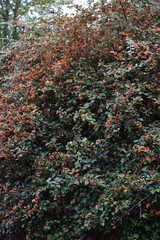 Wall Mural - Close-up of big Cotoneaster franchetii bush with manry red berries on branches on autumn season