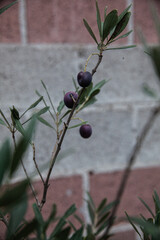 Wall Mural - olives on a branch