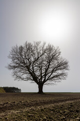 Canvas Print - a plowed field on which a lone oak tree grows