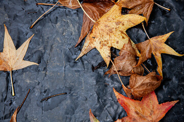 Wall Mural - autumn leaf and water