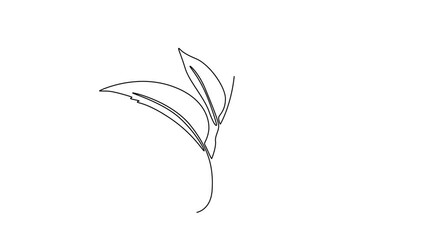 Wall Mural - Animated self drawing of continuous line draw of whole healthy organic tea leaf for herbal drink logo identity. Fresh nature concept for tea plantation or store icon. Full length single line animation