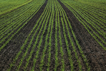 Young wheat seedlings growing in a field. Young green wheat growing in soil. agriculture. Sprouts of rye