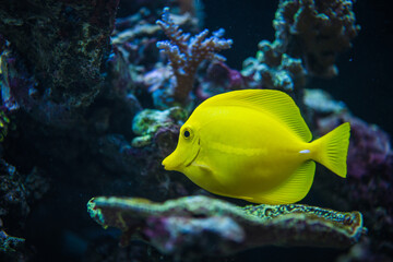 Wall Mural - Bright Yellow Fish Swimming Near Coral in a Vibrant Underwater Ecosystem During Daylight