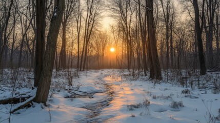 Poster - Sunset in the snowy woods during winter
