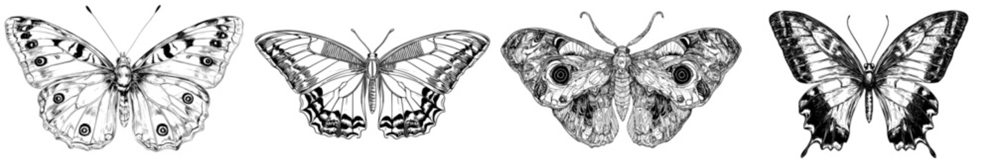 an illustration of a butterfly in retro vintage style with an outline of an engraved moth. a handdra