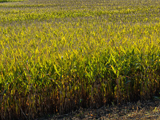 A field of corn stalks in late summer