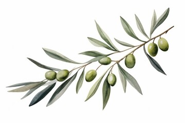 Olive branch plant herbs leaf.