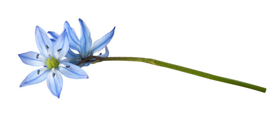 Wall Mural - blue scilla flowers isolated on white or transparent background