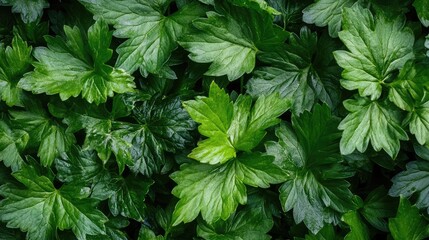 Green foliage texture background