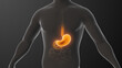 © Green - The anatomy of human stomach acidity