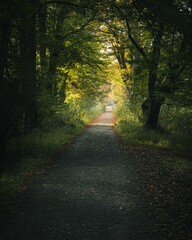 Wall Mural - Tranquil forest path with dappled sunlight