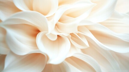 A close-up view reveals the gentle curves and folds of a delicate white dahlia in full bloom, showcasing its intricate pattern and natural beauty.