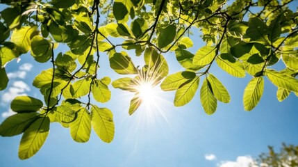 Wall Mural - 澄んだ青空を背景に緑の葉を通して差し込む太陽の光