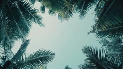 Coconut tree with leaf closeup view