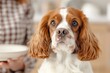 © SERHII - Adorable cavalier king charles spaniel portrait in a cozy home setting