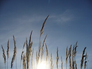 Brown ornamental dry grass on blue sunny sky with sun - natural composition. Topics: beauty of nature, natural environment, vegetation, sun energy, weather, season, summer, autumn, air space