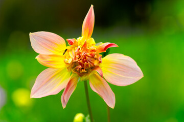 Beautiful close-up of dahlia flower type Dahlia Pinnata Cav. with defocus background at garden of Swiss farm on an autumn day. Photo taken October 24th, 2024, Zurich, Switzerland.