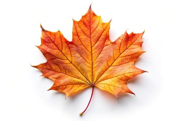 extreme close-up of autumn maple leaf isolated on white background