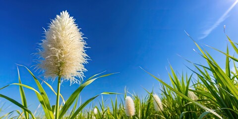 Extreme close-up of sugar cane flower with blue sky background