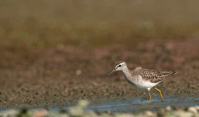 Wall Mural - Wood Sandpiper, Tringa glareola, Maguri Beel, Tinsukia District of Upper Assam, India