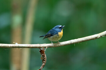 Wall Mural - snowy-browed flycatcher, ficedula hyperythra, male dehing dehing patkai wildlife sanctuary, assam, i
