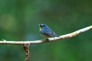 Wall Mural - snowy-browed flycatcher, ficedula hyperythra, male dehing dehing patkai wildlife sanctuary, assam, i