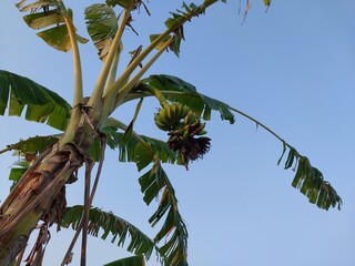 banana tree against a blue sky background