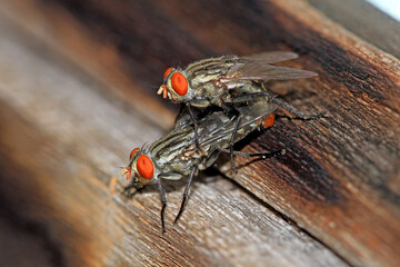 A flies mating on the wood