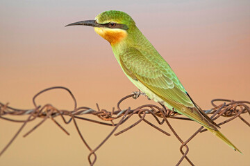 Wall Mural - Blue-cheeked bee-eater, Merops persicus, Desert National Park, Rajasthan, India