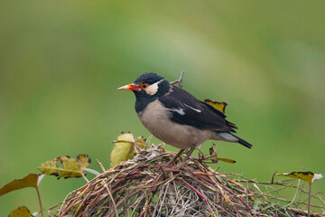 Wall Mural - keoladeo national park, bharatpur, rajasthan, india. pied starling, gracupica contra